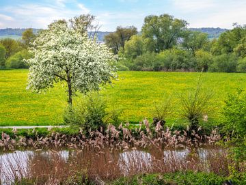 Landschap in de lente met een bloeiende boom van ManfredFotos