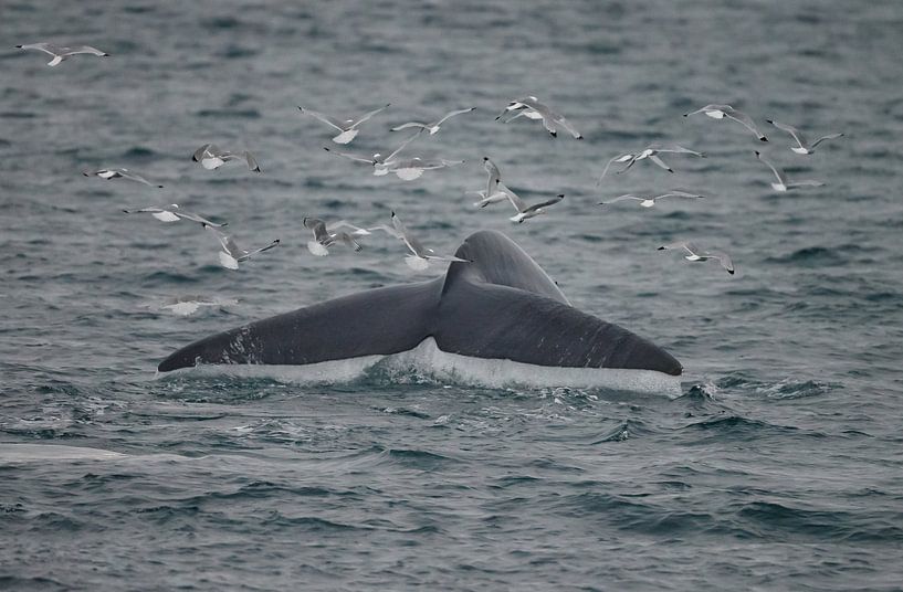 La queue du rorqual bleu par Menno Schaefer