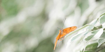 Julia vlinder van Kim Meijer