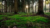 Moss in forest