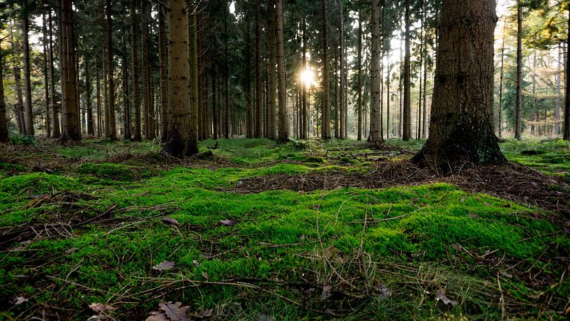 Moss in forest by Kenji Elzerman