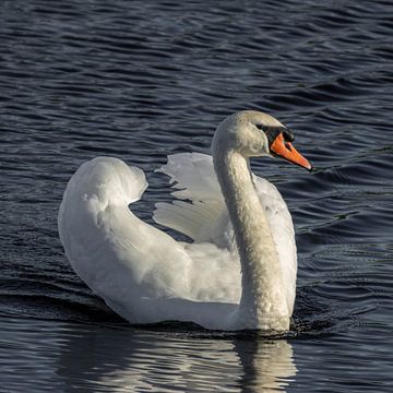 Mute swan