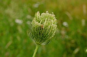 Fluitekruid