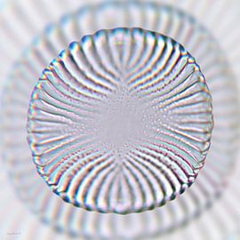 diatom silver by appie bonis