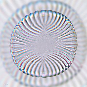 diatomee zilver van appie bonis