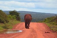 Olifant is onderweg