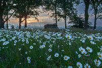 Drenthe, borger hunebed d29 en margrieten