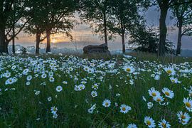 dolmen et marguerites sur Daphne Kleine