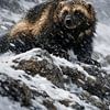 Wolverine dans une tempête de neige – photo animalière saisissante d'un glouton dans une nature hivernale sauvage sur Design Wall Arts