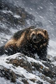 Wolverine im Schneesturm – eindrucksvolles Wildlife-Foto eines Vielfraßes in rauer Winterlandschaft von Design Wall Arts