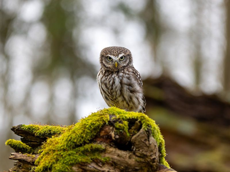 Little owl by Manuel Weiter