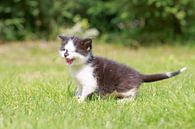 Een jong katje staat miauwend op een grasveld van Henk van den Brink thumbnail