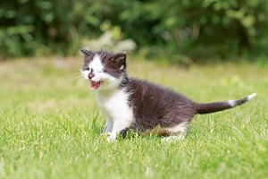 Een jong katje staat miauwend op een grasveld