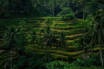 Les rizières indonésiennes sur Frank  Derks