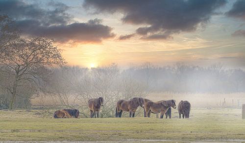 Exmoorpony`s  in de weide 20.