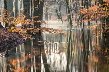 Overstroomd herfst bos op de Veluwe! van Peter Haastrecht, van