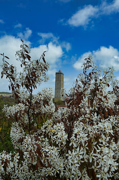 A flower-filled glimpse of the Brandaris on Terschelling