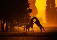 Strolling horses with rising sun