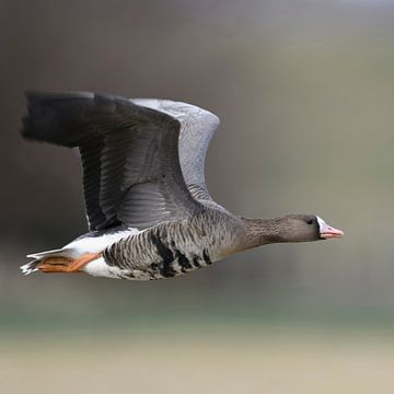 White-fronted Goose ( Anser albifrons ), in fast flight van wunderbare Erde