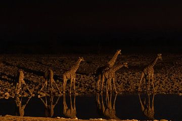 Drinkende giraffen van GoWildGoNaturepictures