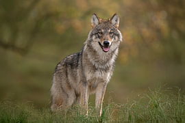 Der Wolf kletterte über einen kleinen Hügel hinweg