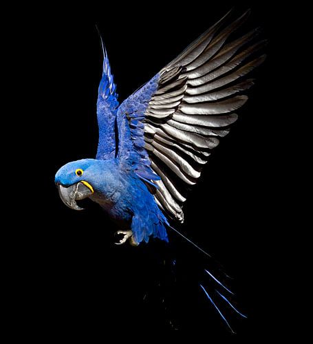 Hyacinth-Macaw by Ulrich Brodde