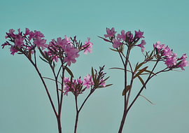Oleander by Mona Tesch ArtInterieure