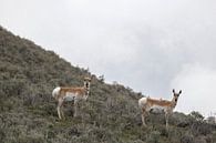 Wildlife Antelope | Yellowstone National Park | Wyoming | America | Travel Photography print by Kimberley Helmendag thumbnail