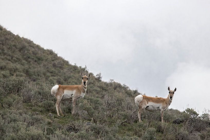 Wildlife Antelope | Yellowstone National Park | Wyoming | America | Travel Photography print by Kimberley Helmendag