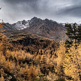 Herbstlicher Lärchenwald in Südtirol von Annika Selma Photography