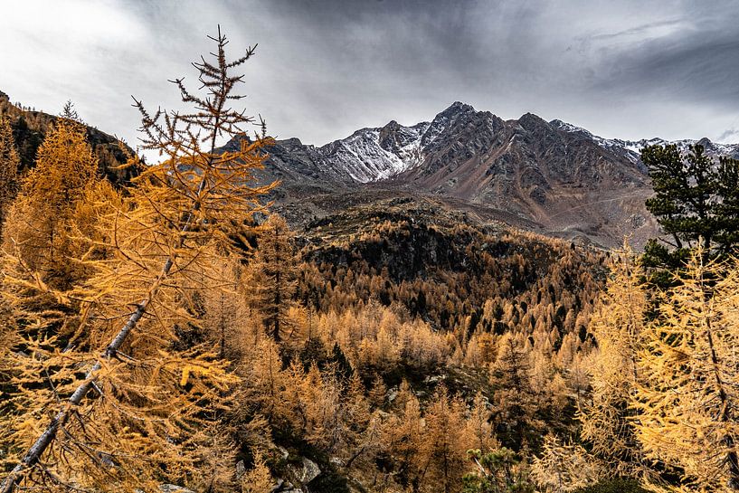 Herbstlicher Lärchenwald in Südtirol von Annika Selma Photography
