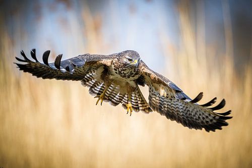 Aanvliegende buizerd