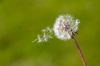 Paardebloem in de wind