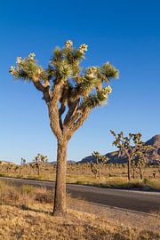 Park Boulevard, Joshua Tree National Park