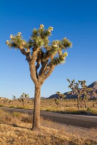 Park Boulevard, Joshua Tree National Park van Melanie Viola