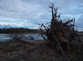 Fallen tree in Dwingelderveld - Drenthe (Netherlands) by Marcel Kerdijk