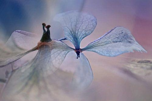 Teer als vloeipapier