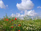 Colourful field by Ostsee Bilder thumbnail