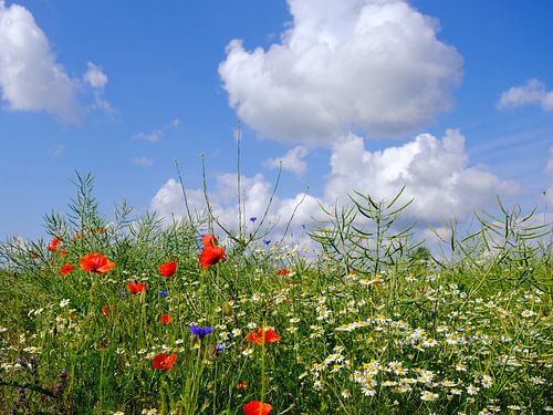 Kleurrijk veld
