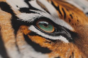 L'œil de tigre en point de mire Le pouvoir hypnotique du détail