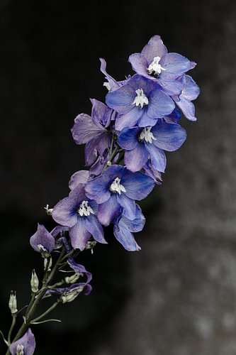 Moody Lila-Blaues Rittersporn