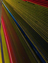 Tulip fields from the air by Saranda Hofstra