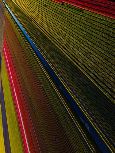 Tulpen velden vanuit de lucht