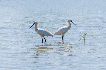 De Lepelaar geland in de Oostvaardersplassen