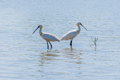The Spooner landed in the Oostvaardersplassen