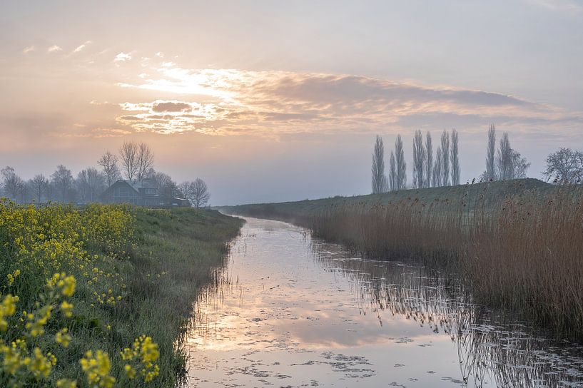 rapeseed along the waterfront by Tania Perneel