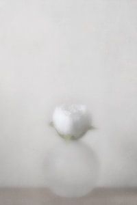 Vase en verre dépoli avec fleur blanche