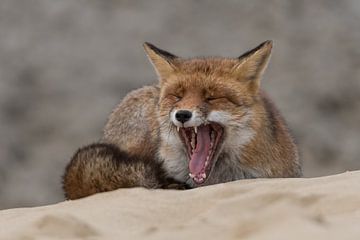 Een gapende vos. van Tim Link