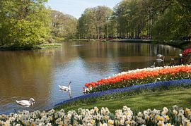 Swans in the Keukenhof pond by Richard Wareham