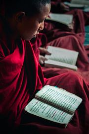 Young buddhist monk studying